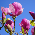 자목련 나무 묘목 R4cm 분묘1개 정원수 조경수