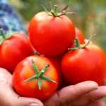 도이캄 착즙 토마토주스 200ml