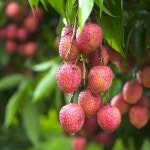 도이캄 착즙 리치주스