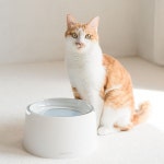 프로젝트21 프로젝트21 태 양 수반 고양이 강아지 물그릇 밥그릇 식기 기본세트 태 양 수반 1개 1개