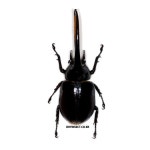 Dynastes neptunus 넵튠장수풍뎅이 곤충표본 115 1개 D-243