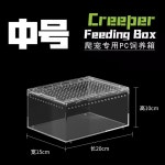 아프리카왕달팽이 금와달팽이 달팽이키우기 1 수입소재 일반 PC 중간 크기