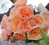 티앤랑로즈 중국장미 사계장미 땅장미 9 썸머파이어웍스 1개