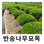 반송나무 묘목 폭100cm 차량배송