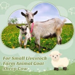 소규모 농장 동물 가축 염소 양 소 액세서리를 위한 플라스틱 ID 번호 태그가 벨 숫자 포일스월 12 팩 목걸이 태그 조절 가능한 나일론 세트