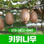 키위나무 키위묘목 골드키위 참다래 묘목 2년생 나무 묘목 도시농부23