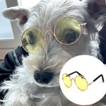 애견안경 도글라스 촬영 강아지 고양이 선글라스 WFJ0UXD