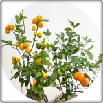 오렌지나무 Citrus sinensis 오렌지나무화분 Orang 대형 화분선물 유실수