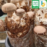 원형 표고 버섯 키우기 2개 표고 배지 키트 종균 버섯베지 국내산 참나무 톱밥베지 학교 유치원 어린이집 체험학습 단일중량