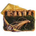 대명이네 인삼농장 금산인삼 수삼선물세트 5 6뿌리 750g