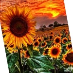 캔버스 사각 들판 황금 40x50 보석십자수 해바라기 PC 5560PCS 1