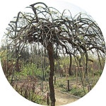 회화나무 황금화회 수향회화 큰나무 묘목 조경수 정원수 학자수