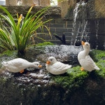 정원 오리 장식 모형 인테리어 소품 조경용 연못 야외 귀여운 동물 콜덕 세 마리