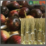 승정도후인 무화과묘목 2년생 결실주