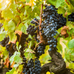 할인상품 MBA 슈퍼머루포도 포도나무 묘목 - 1 2년생 삽목묘