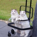 고양이 투명캐리어 켄넬 트롤리 이동식 외출 캐리어 A K35 투명 팬