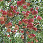 충북농원 미야비 사과나무 묘목 - R2 R3 분묘