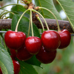 충북농원 라핀 체리나무 결실주 묘목 - R2 R4 분묘 벚나무대목