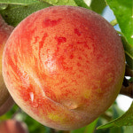 충북농원 신비 천도 복숭아나무 묘목 - 1년생 접목묘