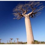 바오밥 오일 baobab oil 유기농 비정제 냉압착 1개