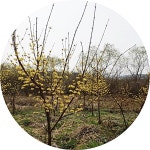 산수유나무 cornus officinalis 큰나무 r6 성목 결실주 유실수 정원수 약용수