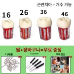 구강 실습 치아 봉합 치위생사 치과 브래킷 모형 교육 뿌리관 치아 26개 위치 5개 1개 1L