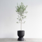 플라워바인 대형 올리브나무 MB-2 무광 인테리어화분 플라워바인 생화올리브 외목대 대형올리브 접시형 필요 필요