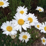 샤스타데이지 모종 다년생 포트묘 1판 30개 야생화