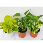 스킨답서스 형광 마블 엔조이 녹색 수경식물 공기정화식물 2 7 스킨답서스 녹색 1개