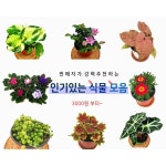 실내공기정화식물 천사의눈물 함박자스민 세인트폴리아 바이올렛 다육이 덴드롱 오레우스 알로카시아 15 단풍제라늄 1개