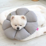 그레이 M 패리스독 꿀잠카라 강아지 넥카라 애견 쿠션형 목보호 애완견 반려견 고양이 애완동물 반려동물