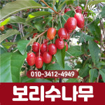 보리수나무 결실주R3전후 나무 묘목 도시같이