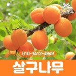 살구나무묘목 올살구B360 나무 묘목 도시농부23
