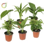 자연in원예 실내에서 키우기 쉬운 공기정화식물 반려식물 몬스테라 1개