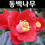 동백 나무 묘목 실생3년 포트묘 5개 정원수 조경수 남부수종 5개