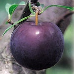 흑자두나무 묘목 바이오체리 R5cm 결실주