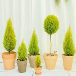 청년농부 율마 시리즈 이태리토분 완제품 공기정화식물 향기좋은식물 3번 1개