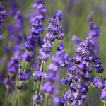 아로마케이 플로럴 워터 천연비누 화장품 재료 비누만들기원료 라벤더플로럴워터500ml 1개