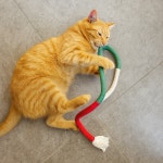 고양이 장난감 밧줄