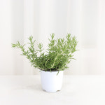 갑조네 갑조네 클리핑 로즈마리 소품 향이 허브 공기정화식물 2개
