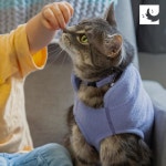 RC 애완동물 제품 기본 도그 플리스 코트 사이즈 10