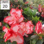 서양 왜성철쭉 핑크프라이드 아잘레아 아젤리아 철쭉 포트 묘목 봄꽃 관목 정원조경수 목하원예조경