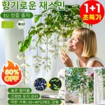 강렬한 향의 매달린 재스민 씨앗