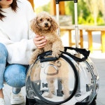 고양이 이동장 투명 강아지 백팩 애견 기내용