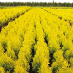 웨스턴서양측백 포에버골디 화분