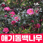 동백나무 묘목 애기동백 개화주 포트묘 도시같이