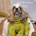 이탈리안그레이하운드 강아지 레인코트 경량 방수 올인원 1개 2 4-5kg 맞춤