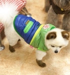 트라이앵글패딩 강아지옷 강아지외출복 강아지예쁜옷 반려견옷 반려견외출복 개옷 강아지패션용품 반려견패