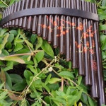 대나무 팬플룻 남미 악기 초보자 베이스 공연 팬플루트 원색 C부터 D부터 1e