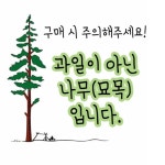 슈퍼오디 나무 묘목 슈퍼 왕오디 R3전후 결실주 유실수 정원수 노지월동 같이가치농원